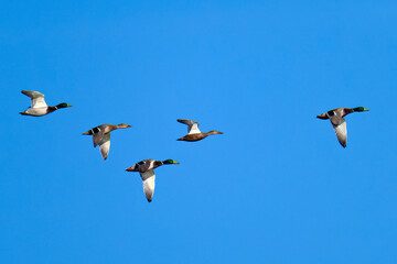 Stockenten im Flug im Herbst