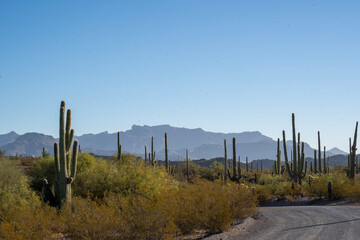 Fototapeta premium desert landscape
