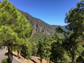 Naklejka premium Lush Forest Trees Framing a Majestic Mountain Range