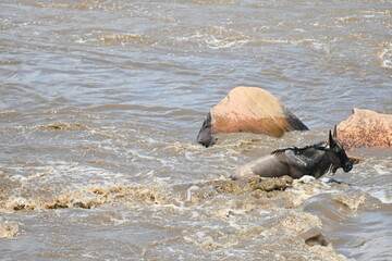 Serengeti Wildlife Wildebeast migration