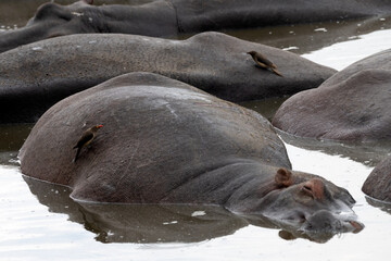 Hippo pool in Serengeti National Park, Tanzania