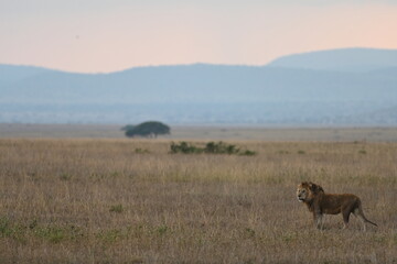 Lion in Serengetia National Park, Tanzania