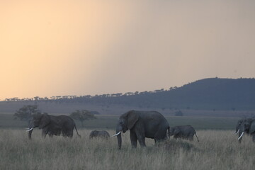 Elephants in Serengeti National Park, Tanzania