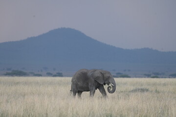 Fototapeta premium Elephants in Serengeti National Park, Tanzania