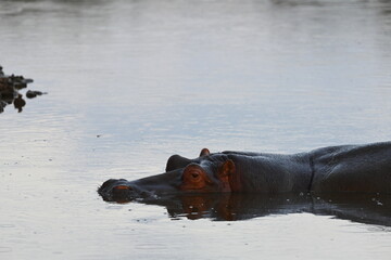 Hippo pool in Serengeti National Park, Tanzania