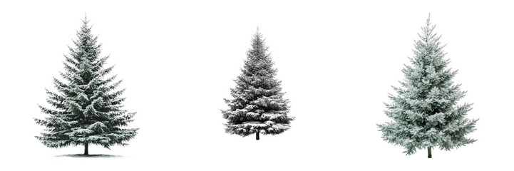 Obraz premium Snow Covered Evergreen Trees Winter Nature Christmas Holiday Fir Trees Isolated Backgrounds