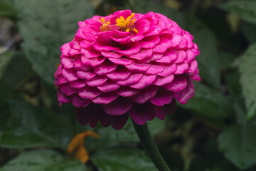 【ジニア】夏・秋に咲くピンクのヒャクニチソウ【百日草】