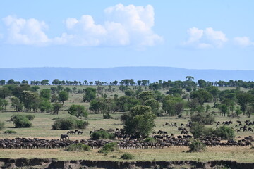 Serengeti Wildlife Wildebeast migration
