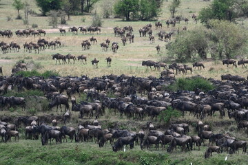 Serengeti Wildlife Wildebeast migration