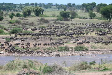 Serengeti Wildlife Wildebeast migration