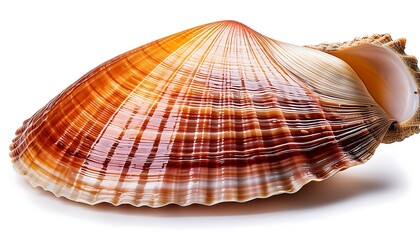 Obraz premium Isolated scallop shell on white background, perfect for marine or tropical decoration