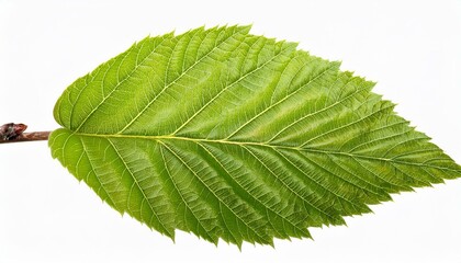 Fototapeta premium Bright green Spring leaves branch isolate on White background