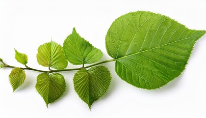 Bright green Spring leaves branch isolate on White background