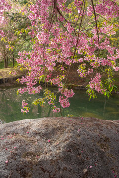Um Lago de Cerejeiras