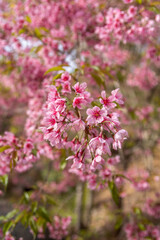 Os cachos das Cerejeiras