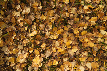 texture of autumn foliage on the ground, topview