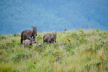 Fototapeta premium Nilgiri Thar family
