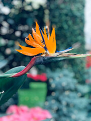 Obraz premium flower in the garden