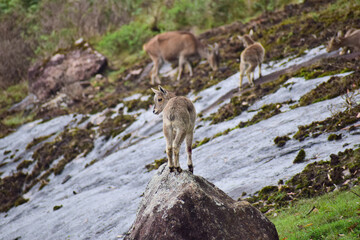 Nilgiri Thar fawn