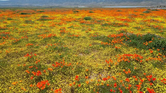 Aerial video over Antelope Valley California Poppy Reserve
