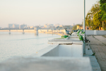 The rose-ringed parakeet (Psittacula krameri) is a green parrot that is commonly found in Ahmedabad. The photo has Sabarmati river in the background