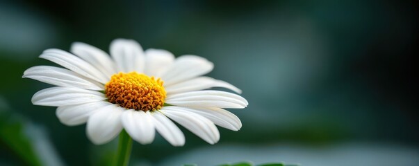 Fototapeta premium Discover the beauty of closeup wild daisy clusters with crisp petals against a blurred background
