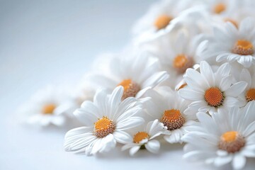 Fototapeta premium The delicate beauty of daisy petals against a soft background in low resolution