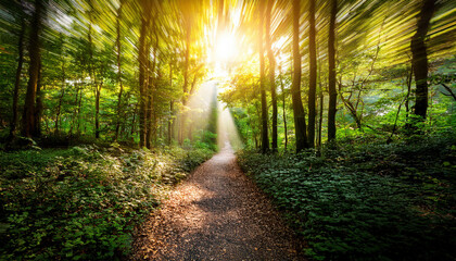 Obraz premium A path winding through a dense forest, surrounded by tall, lush trees, leading towards a soft, radiant light in the distance. The scene symbolizes the journey through challenges towards
