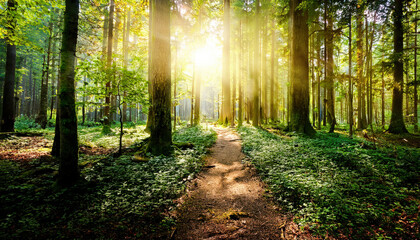 Obraz premium A path winding through a dense forest, surrounded by tall, lush trees, leading towards a soft, radiant light in the distance. The scene symbolizes the journey through challenges towards