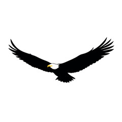 Fototapeta premium a bald eagle in flight vector art illustration isolated white background