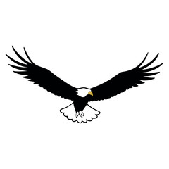 Fototapeta premium a bald eagle in flight vector art illustration isolated white background