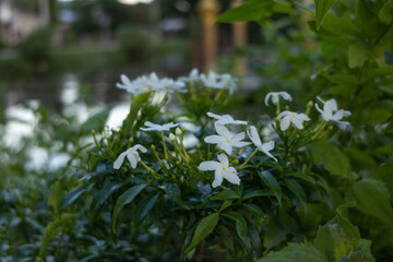 A close-up of white jasmine flowers blooming in a lush green garden. The delicate petals and vibrant leaves create a peaceful, natural scene, ideal for themes of nature, tranquility, and freshness.