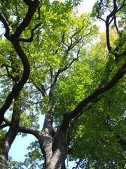 Fototapeta premium Thick trunk, bark, branches and green leaves of Oak tree on sunny day - natural background of deciduous tree. Topics: forest environment, nature, vegetation, season