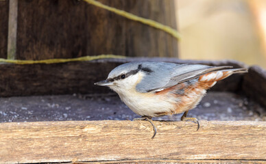 Nuthatch