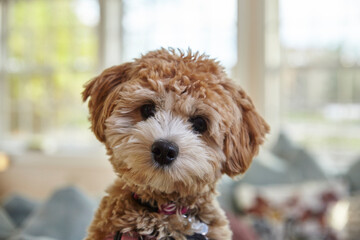 Cute brown and white puppy.