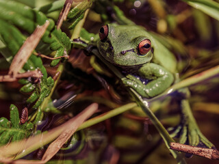 A green dotted treefrog in a pond, resting on some grass straws looking at the camera, in a farm in the eastern Andean mountains of central Colombia.