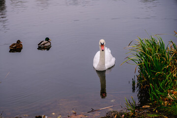 Swan ot the lake