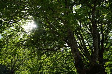 sun rays passing trough the tree branches during a trip in the forest on a summer day 