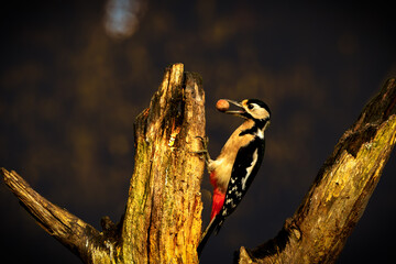 Buntspecht
Der Buntspecht, wissenschaftlich bekannt als Dendrocopos major, ist ein auff&auml;lliger Vogel mit einem markanten schwarz-wei&szlig;en Gefieder und einem leuchtend roten Fleck am Hinterkopf. 
