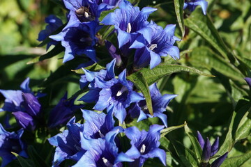 violet gentian up in the mountain field during a sunny day in summer 
