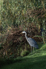 An adult grey heron (Ardea cinerea) stands motionless while fishing