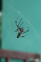 Spider in Web with Captured Prey