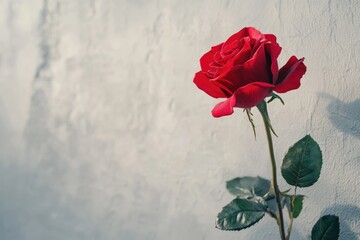 Red Rose in Vase on Old Wooden Background: Romantic and Rustic Floral Decor