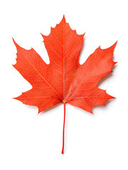 Fototapeta premium Red Maple Leaf isolated on white background