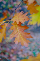 autumn maple leaves