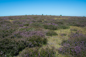 Montagne avec des fleurs violettes et un ciel bleu