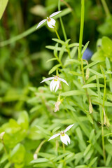 Beautiful Chinese lobelia (Lobelia chinensis) flowers.