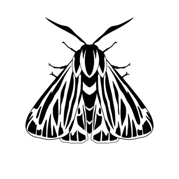 Tiger Moth, tiger moth vector graphic, Apantesis ornata , tiger moth illustration