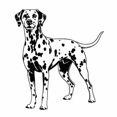 Dalmatian dog standing on four legs vector