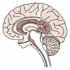 human brain anatomy